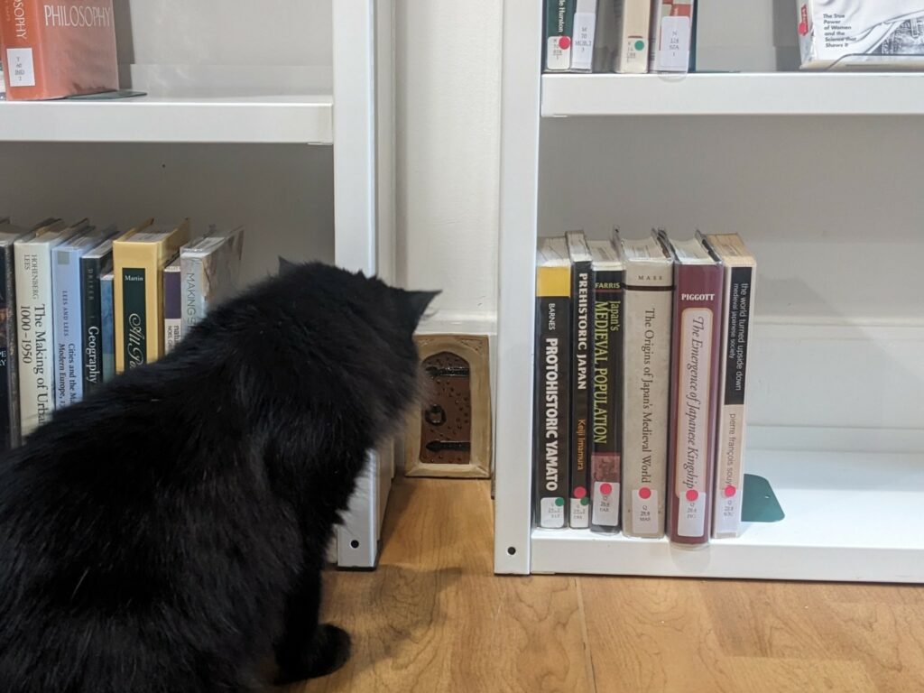 Simpkin the black cat stares at the small bit